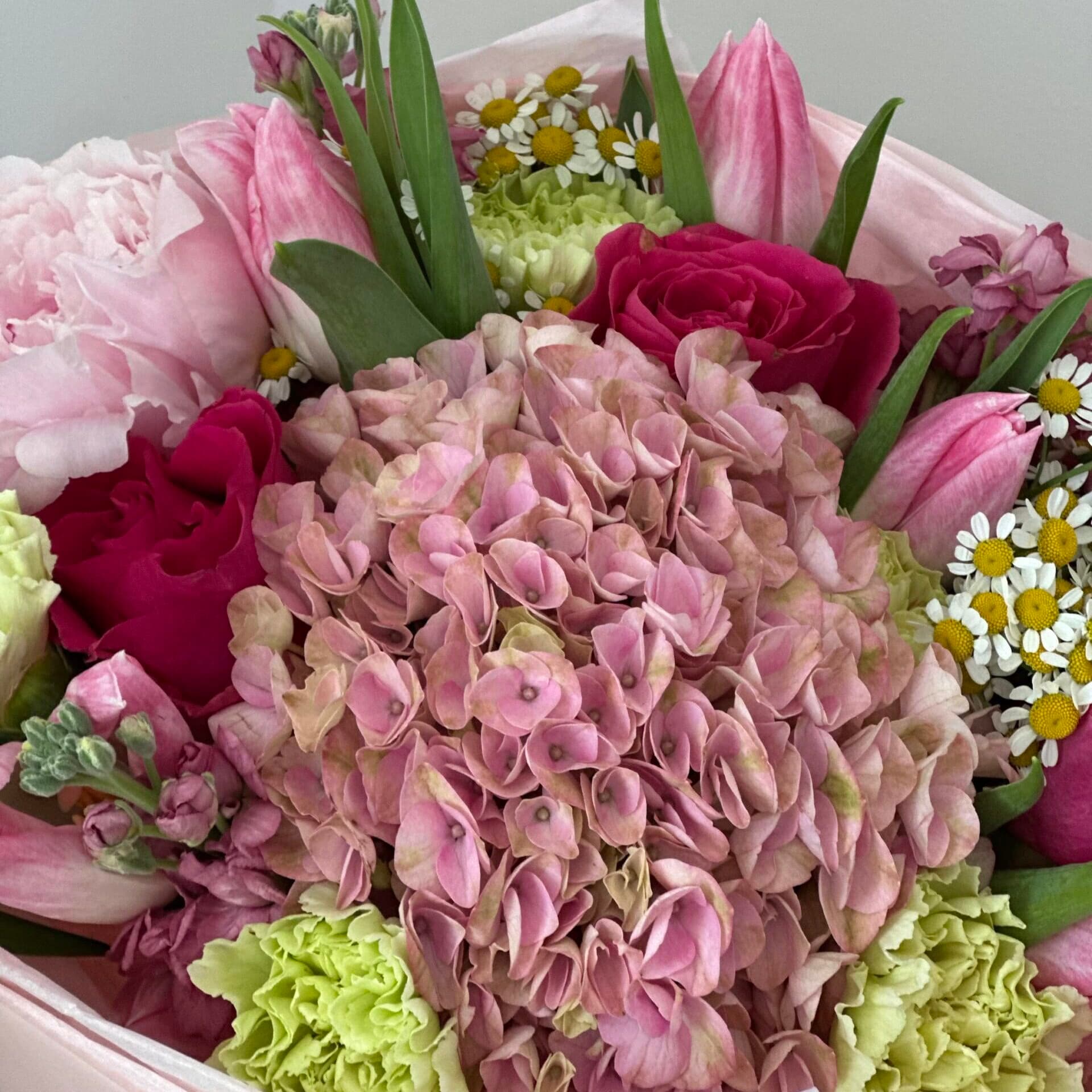 Joy Hydrangea
