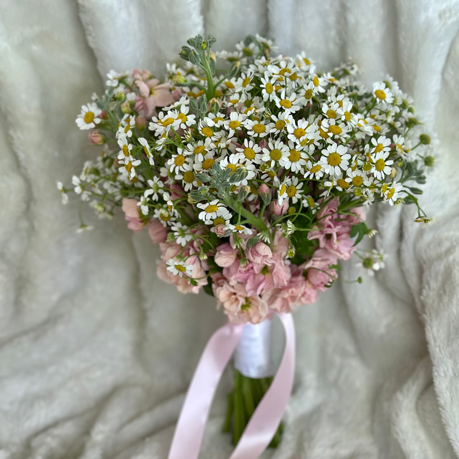 Daisy Dream