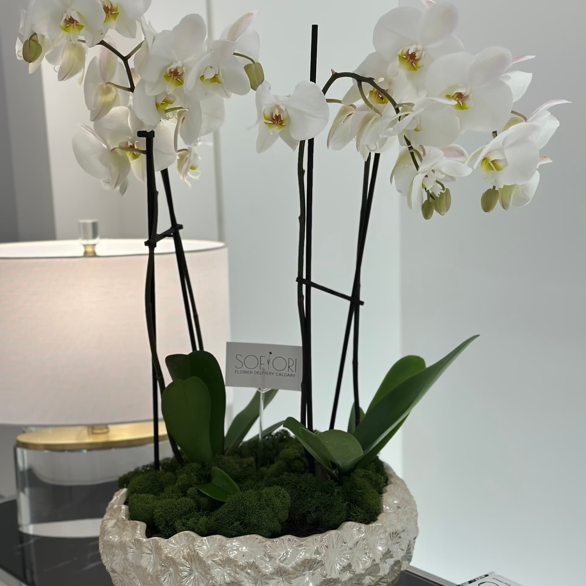 Pure Orchid