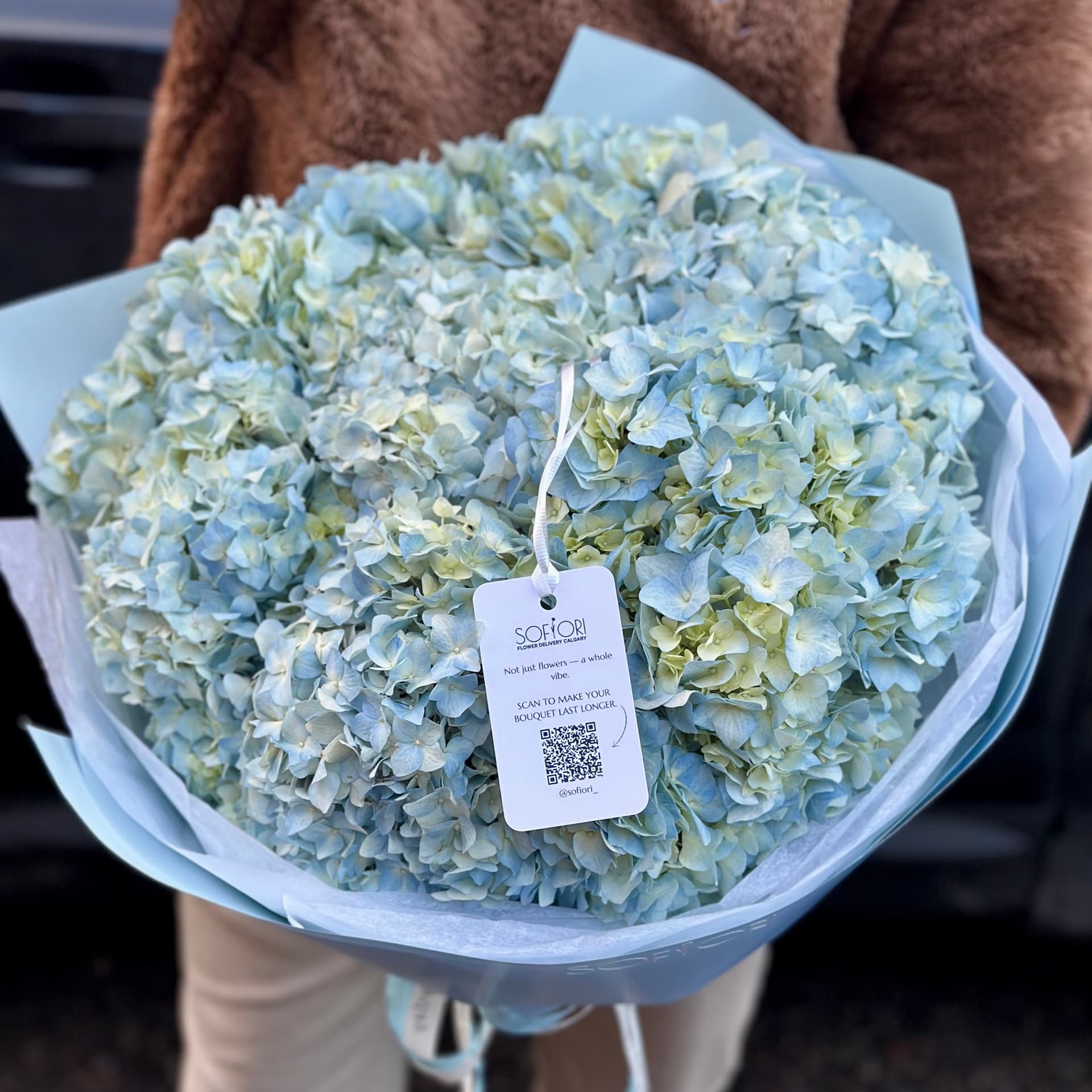 Blue hydrangeas XL