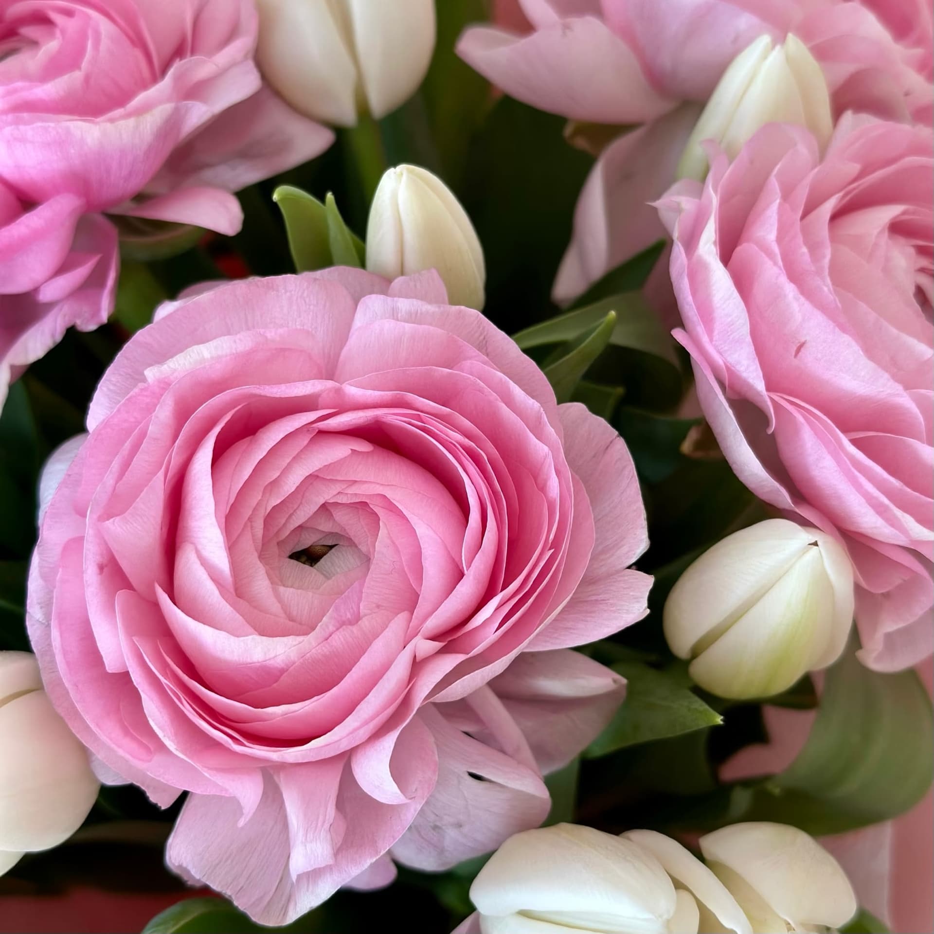 Pink Ranunculus — photo 2