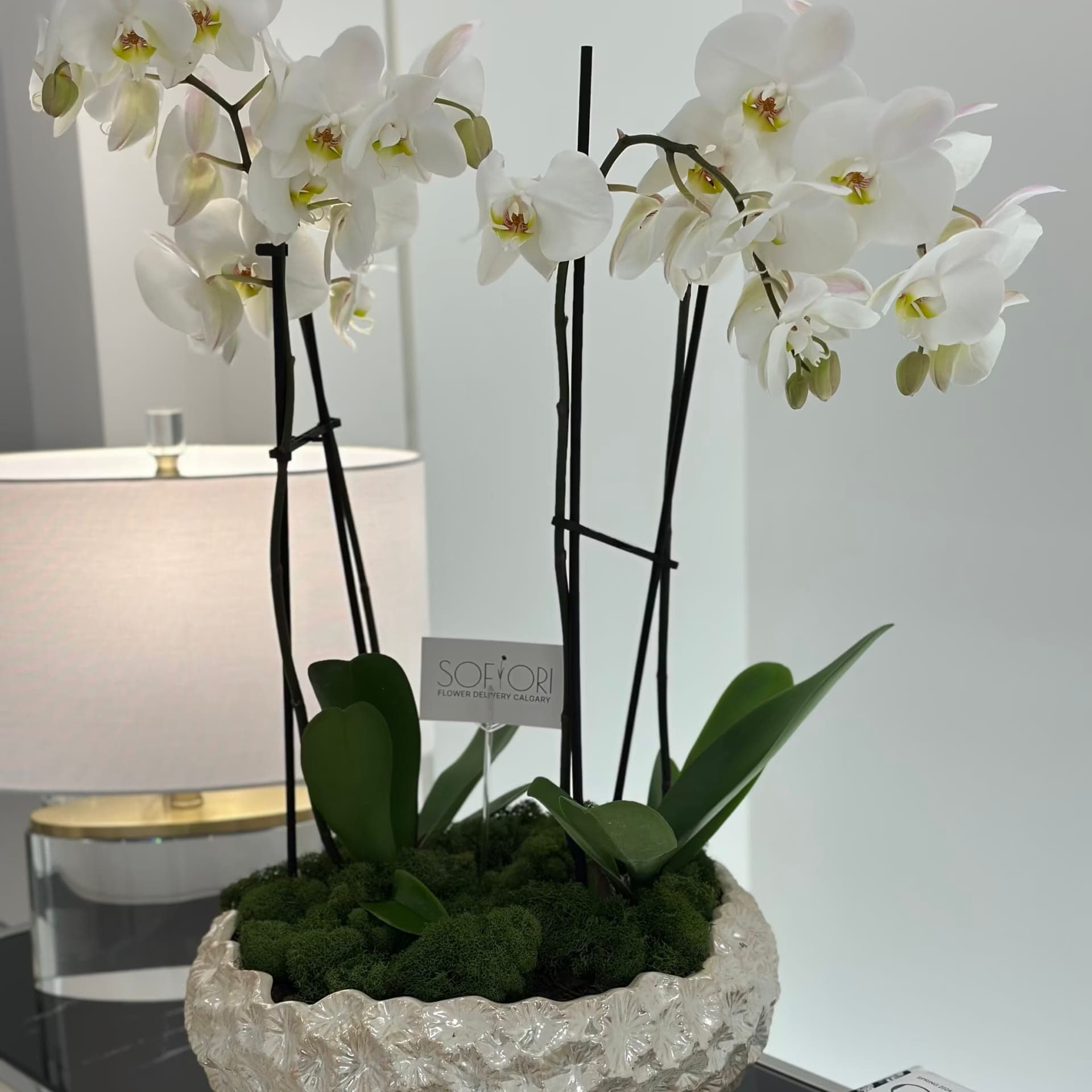 Pure Orchid