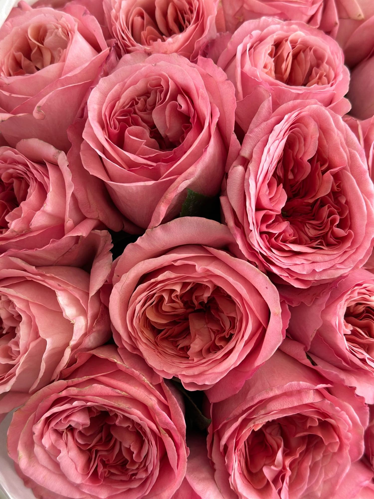 24 Pink Garden Roses — photo 2