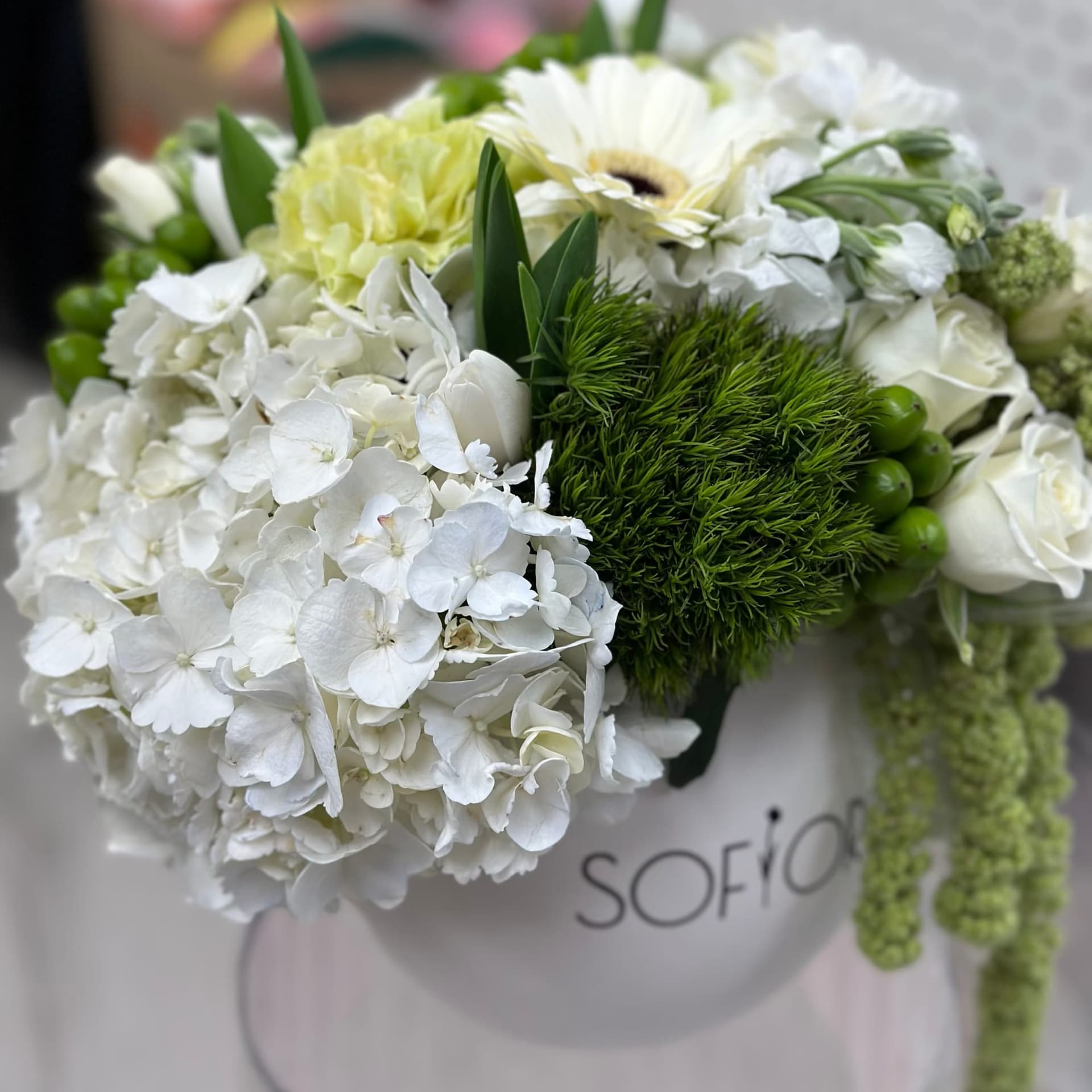 Hydrangea Cloud — photo 3