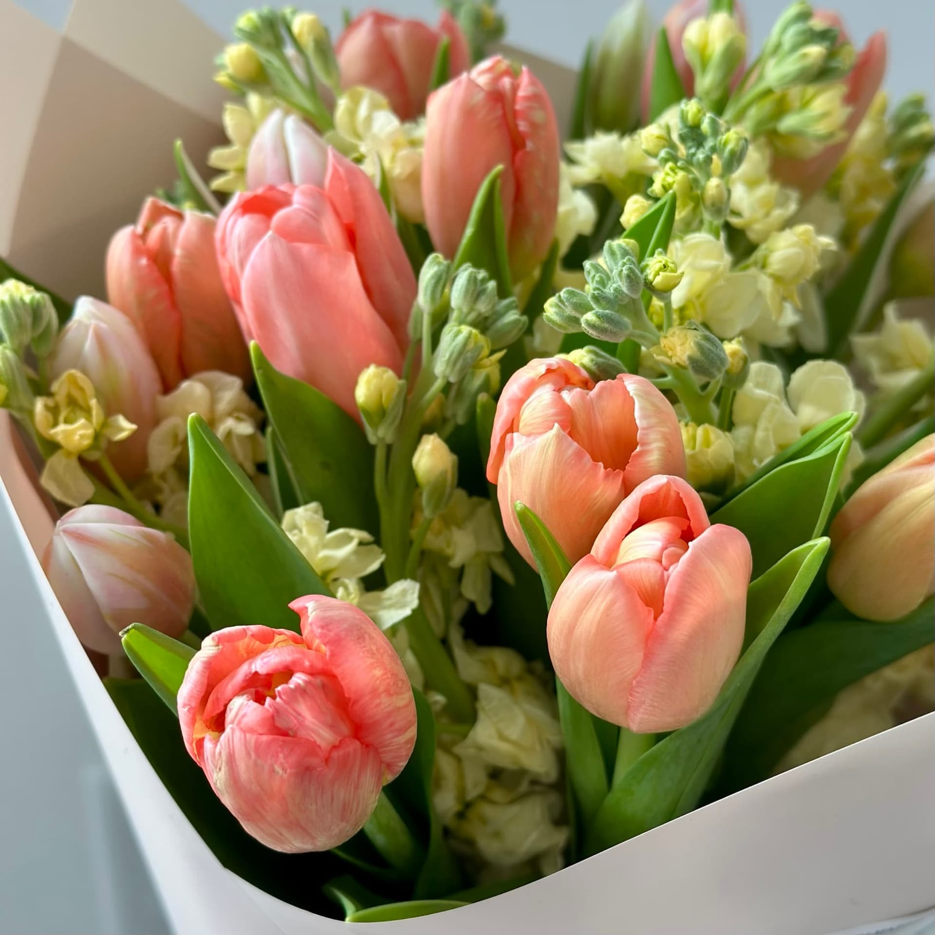 Peach Tulips — photo 2