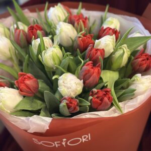 Tulips red & white